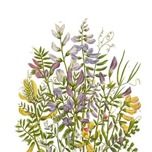 Spring Vetch, Vicia, and Wood Bitter Victorian Botanical Illustration