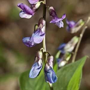 Spring Vetchling or Vetch or Spring Pea -Lathyrus vernus-, flowering branch, Untergroeningen, Baden-Wuerttemberg, Germany, Europe
