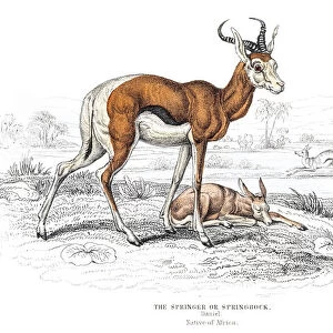 The Springbok antelope engraving 1855