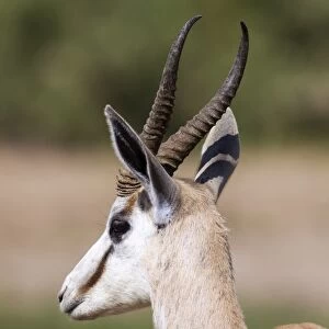 Springbok -Antidorcas marsupialis-, Hoarusib, Kaokoland, Namibia