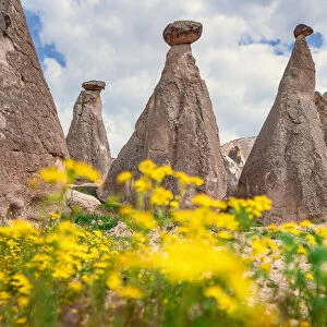 Springtime in Cappadocia, Turkey. Wild flowers and fairy chimneys