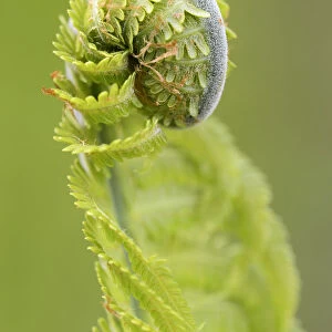 Sprout, fern -Monilophyta-, Seleger Moor marshland, Rifferswil, Switzerland, Europe