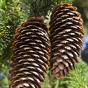 Spruce cones -Picea abies Virgata-
