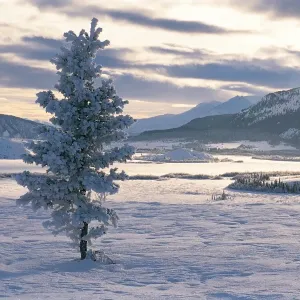 Spruce Tree, Alsek Valley, Kluane National Park, Yukon, Canada, North America
