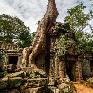 Spung tree cover Ta Prohm temple in Siem Reap, Cambodia