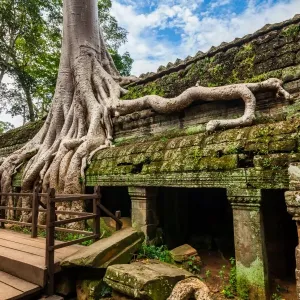 Spung tree cover Ta Prohm temple in Siem Reap, Cambodia Spung tree cover Ta Prohm temple in Siem Reap, Cambodia