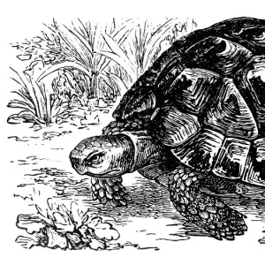 Spur-thighed tortoise (Testudo Graeca)