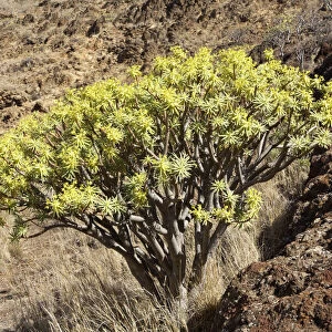 Spurge -Euphorbia berthelotii-, La Gomera, Canary Islands, Spain, Europe