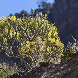 Spurge -Euphorbia- near Canarias, Gran Canaria, Canary Islands, Spain, Europe, PublicGround