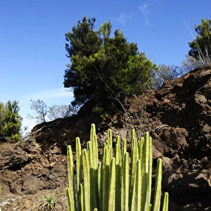 Spurge -Euphorbia sp. -, La Palma, Canary Islands, Spain, Europe, PublicGround