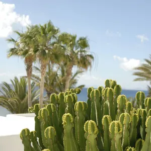 Spurges, Lanzarote, Canary Islands, Spain, Europe