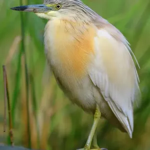 Squacco Heron Print, Breeding Plumage Perched in Water Squacco Heron Print, Breeding Plumage Perched in Water