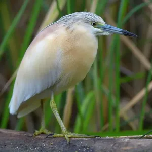 Squacco Heron (Ardeola ralloides), in breeding plumage, perched on tree branch, Kiskunsag National Park, Southeastern Hungary, Hungary