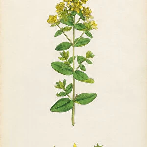 Square-stemmed St. Johnas Wort, Hypericum tetrapterum, Victorian Botanical Illustration, 1863