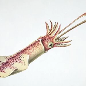 Squid, side view