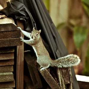 Squirrel Squirrel