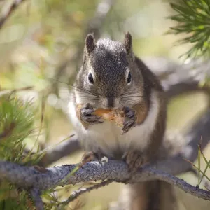 Squirrel Eating Squirrel Eating