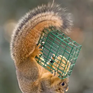 squirrel eating at feeder squirrel eating at feeder