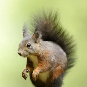 Squirrel -Sciurus vulgaris-, standing on moss Squirrel -Sciurus vulgaris-, standing on moss