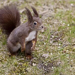 Squirrel -Sciurus vulgaris-, Vienna State, Austria