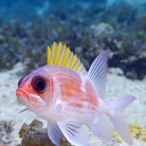 Squirrelfish Expression