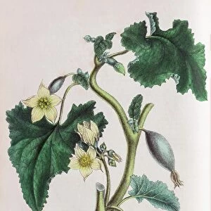 Squirting cucumber (Ecballium elaterium), from Plantae Utiliores or Illustrations of useful plants, hand-colored print by Mary Ann Burnett, 1842
