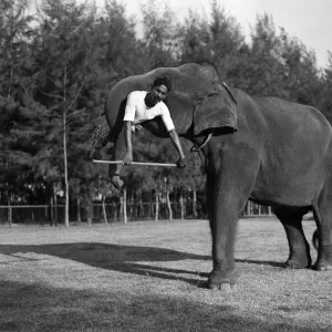 Sri Lankan Elephant Trunk Lift