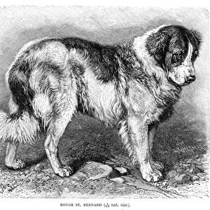 St. Bernard dog engraving 1894