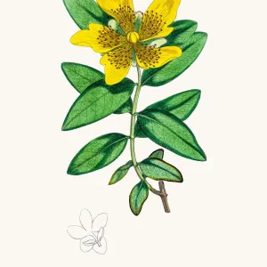 St Johns Wort Medicinal Antidepressant Plant Print St Johns Wort Medicinal Antidepressant Plant Print