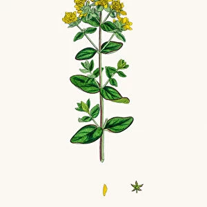 St Johns wort medicinal antidepressant plant