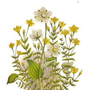 St. Johns Wort and Parnassus Grass Victorian Botanical Illustration