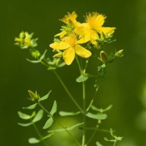 St. Johns Wort, Tiptons Weed or Chase-devil -Hypericum perforatum-, a medicinal plant, flowering, Jena, Thuringia, Germany