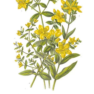 St. Johns Wort Victorian Botanical Illustration