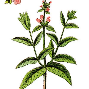 Stachys palustris, commonly known as marsh woundwort, marsh hedgenettle, or hedge-nettle
