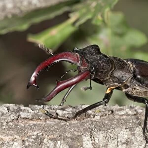 Stag beetle -Lucanus cervus-, male, Lake Kerkini area, Greece, Europe