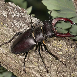 Stag beetle -Lucanus cervus-, male, Lake Kerkini region, Greece, Europe