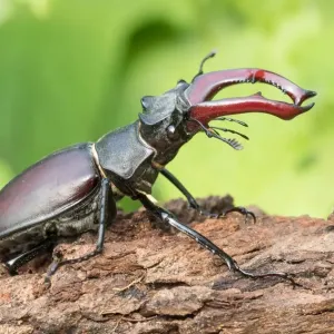 Stag Beetle Print on Tree Trunk Stag Beetle Print on Tree Trunk