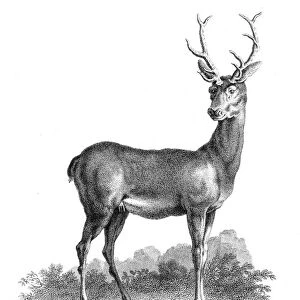 Stag deer engraving 1812