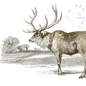 Stag engraving 1851