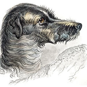 Stag hound dog engraving 1840