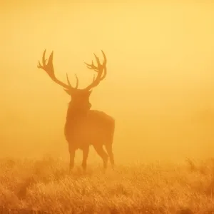 Stag in Sunrise