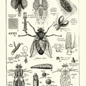 Vintage House Fly Anatomy Print Vintage House Fly Anatomy Print