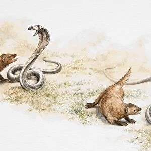 Three stages of struggle between Mongoose and poisonous snake, Mongoose approaching, pouncing on and killing snake, side view