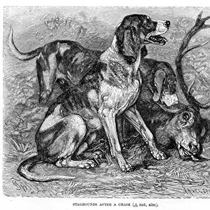 Staghound dog engraving 1894