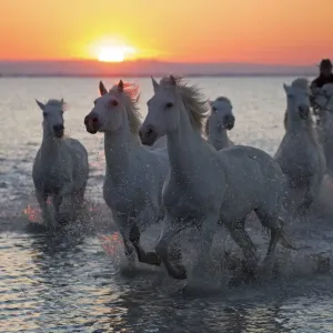 White Canargue Stallions Print White Canargue Stallions Print