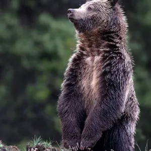 Standing Grizzly Bear Print