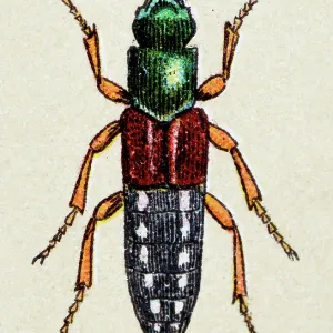 Staphylinus caesareus, insect animals antique illustration Staphylinus caesareus, insect animals antique illustration