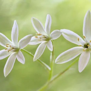 Star of Bethlehem