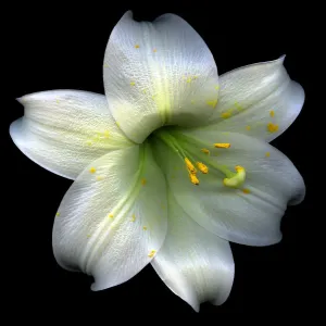Lilium longiflorum Print - Yellow Dusted Lily Lilium longiflorum Print - Yellow Dusted Lily