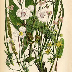 Star Fruit, Water Plantain, Plantain, Arrow Head, Victorian Botanical Illustration